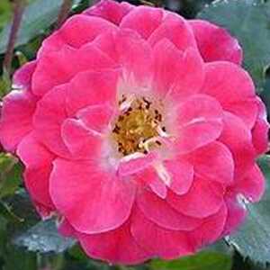 ROSA 'Fuchsia Meillandecor'®