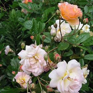 ROSA 'Ghislaine de Féligonde'