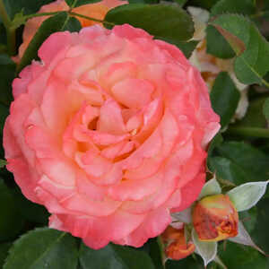 ROSA 'Ibiza'