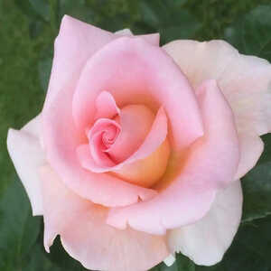 ROSA 'La Côte d'Emeraude'