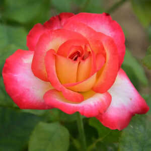 ROSA 'Léo Ferré'