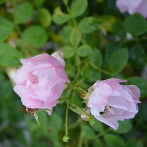 ROSA 'Mareva'®