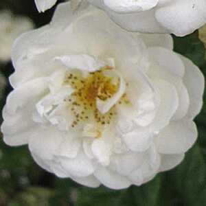 ROSA 'Neige d'Avril'
