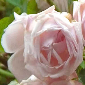 ROSA 'New Dawn'