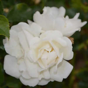 ROSA 'Opalia' (tigette)