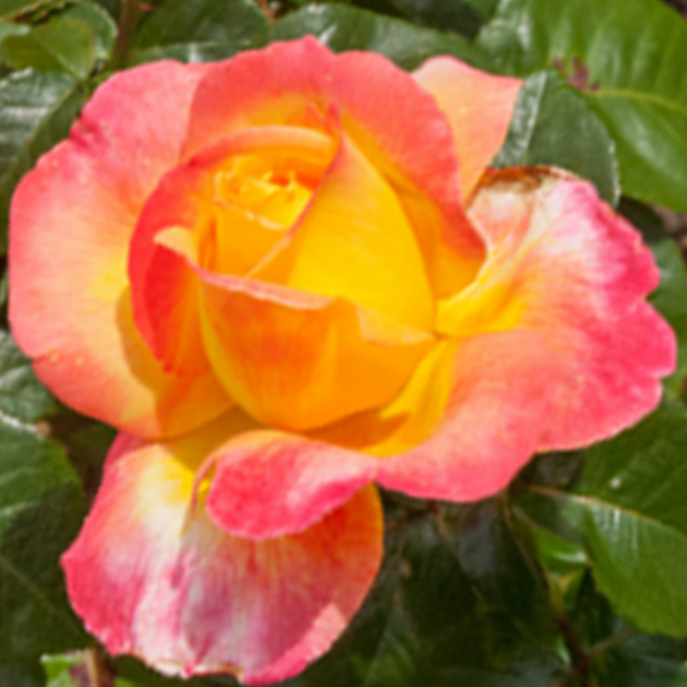 ROSA 'Orient Express'