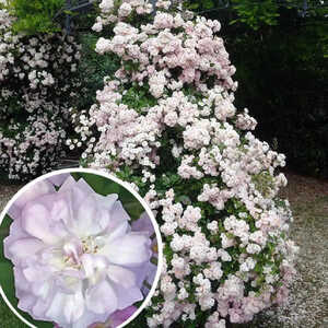 ROSA 'Parfum d'Evita' (Pleureur)