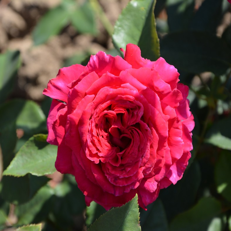 ROSA 'Reine des parfums'&reg;
