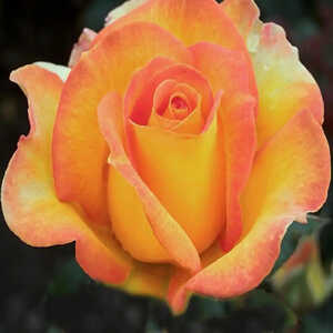 ROSA 'Rose de Mont de Marsan'®