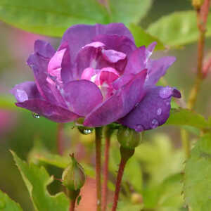 ROSA 'Veilchenblau'