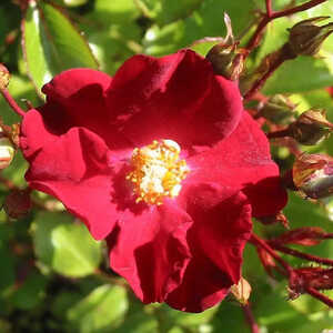 ROSA 'Vesuvia'®