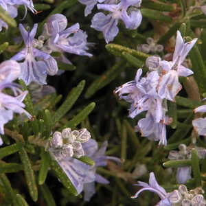 ROSMARINUS officinalis 'Pointe du Raz'