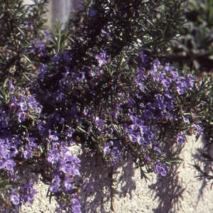 ROSMARINUS officinalis 'Prostatus' (lavandulaceus)