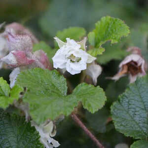 RUBUS 'Betty Ashburner'