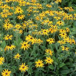 RUDBECKIA fulgida var. deamii