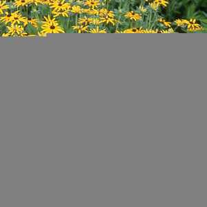 RUDBECKIA fulgida var. deamii