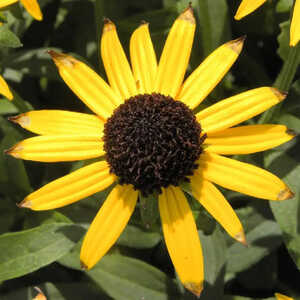 RUDBECKIA fulgida 'Little Goldstar'