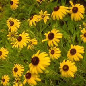 RUDBECKIA fulgida var. speciosa