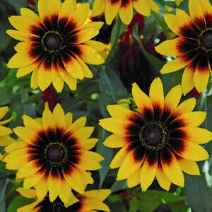 RUDBECKIA hirta 'Denver Daisy'