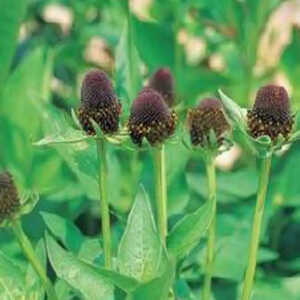 RUDBECKIA occidentalis 'Green Wizard'