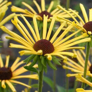 RUDBECKIA subtomentosa 'Henry Eilers'