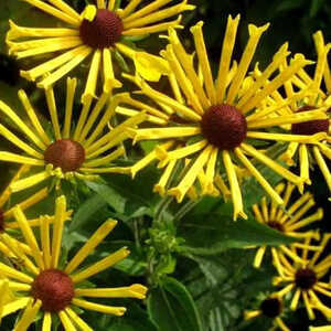 RUDBECKIA subtomentosa 'Little Henry'