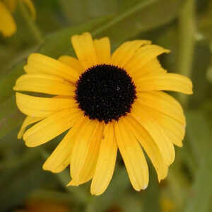 RUDBECKIA subtomentosa