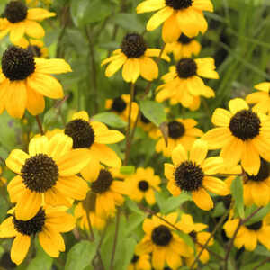 RUDBECKIA triloba