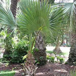 SABAL palmetto