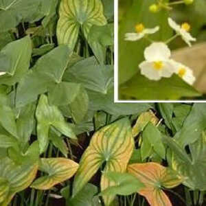 SAGITTARIA sagittifolia