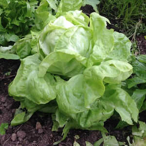 SALADE 'Appia'