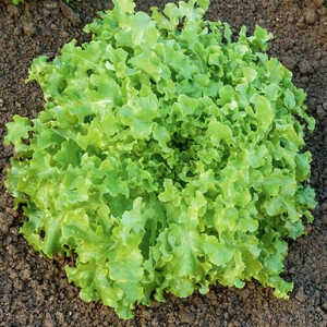 Salade ‘Feuille de chêne verte Bowl’