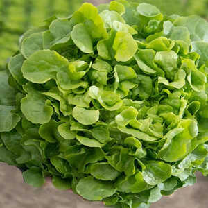 Salade 'Feuille de chêne verte Perlinice'