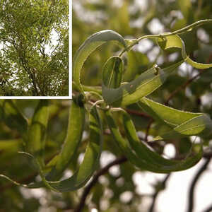 SALIX babylonica var. pekinensis 'Tortuosa'