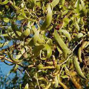 SALIX  matsudana 'Tortuosa'