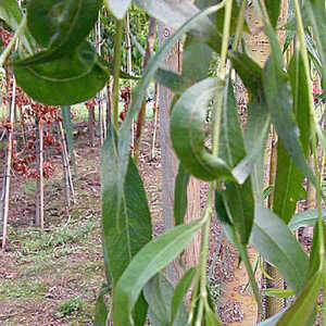 SALIX x sepulcralis 'Chrysocoma'