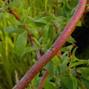 SALIX tortuosa 'Aurea'