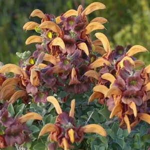 SALVIA africana 'Lutea'