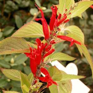 SALVIA amarissima