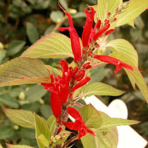 SALVIA amarissima