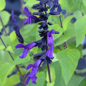 SALVIA 'Amistad'