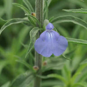 SALVIA azurea