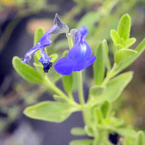 SALVIA chamaedryoïdes 'Bleu Armor'