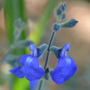 SALVIA chamaedryoides var. isochroma