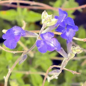 SALVIA chamaedryoïdes