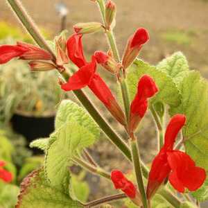 SALVIA darcyi