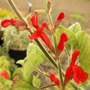 SALVIA darcyi