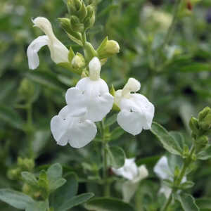 SALVIA greggii 'Alba'