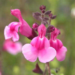 SALVIA greggii 'Icing Sugar'