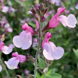 SALVIA greggii 'Joy'